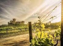 Robert Renzoni Vineyards