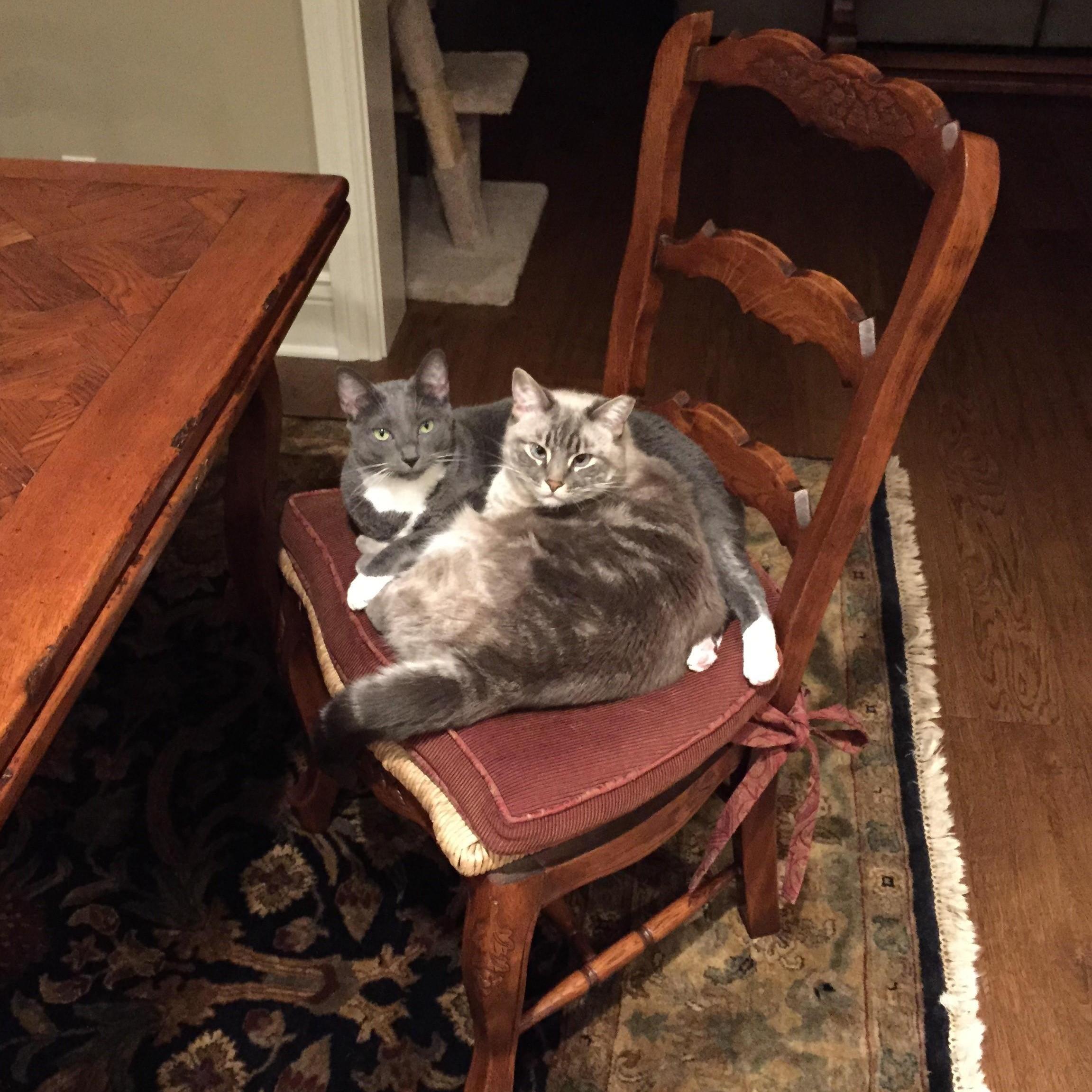 ...... and the kitties :-)