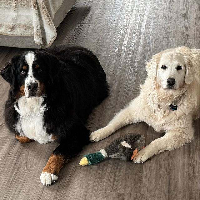 Honeymoon Pup-Care Fund