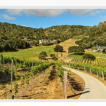 Wine Tasting in Carmel Valley!