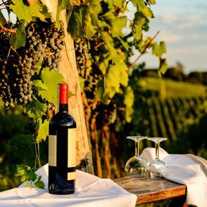 Tuscany: Tuscan Wine Tasting Tour