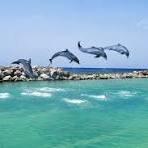 Dolphin Cove
