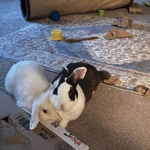 Bun Fund