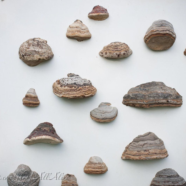 Mushroom shelf fridge magnets - Natural forest decor - Elf Gnome Dwarf Fairy home kitchen fridge decoration -Waldorf