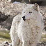 Lakota Wolf Preserve