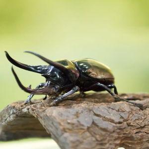 Two Tickets to the Victoria Bug Zoo