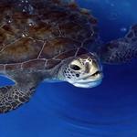 Gumbo Limbo Nature Center