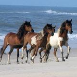 Assateague Island