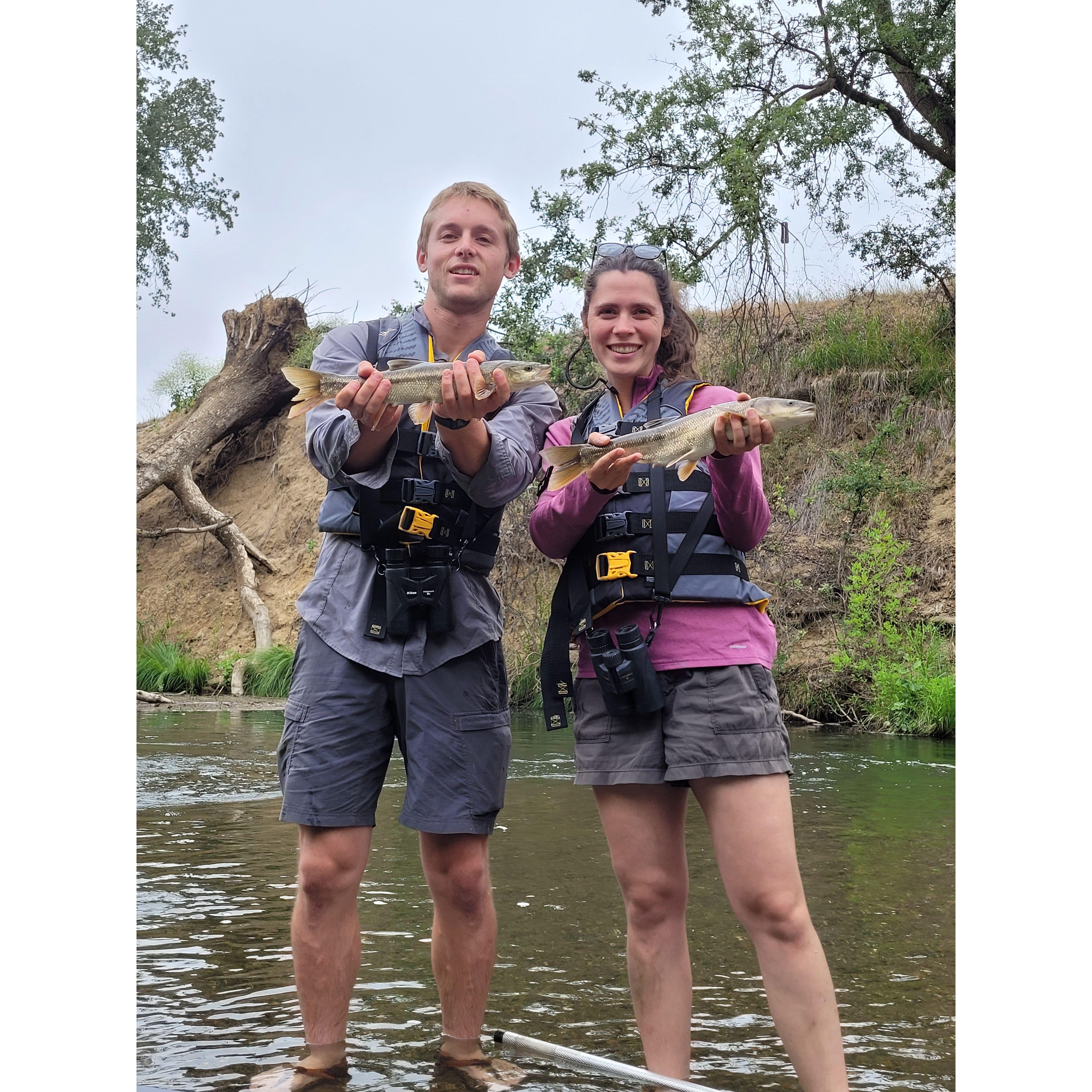 Pikeminnow from Putah Creek, CA