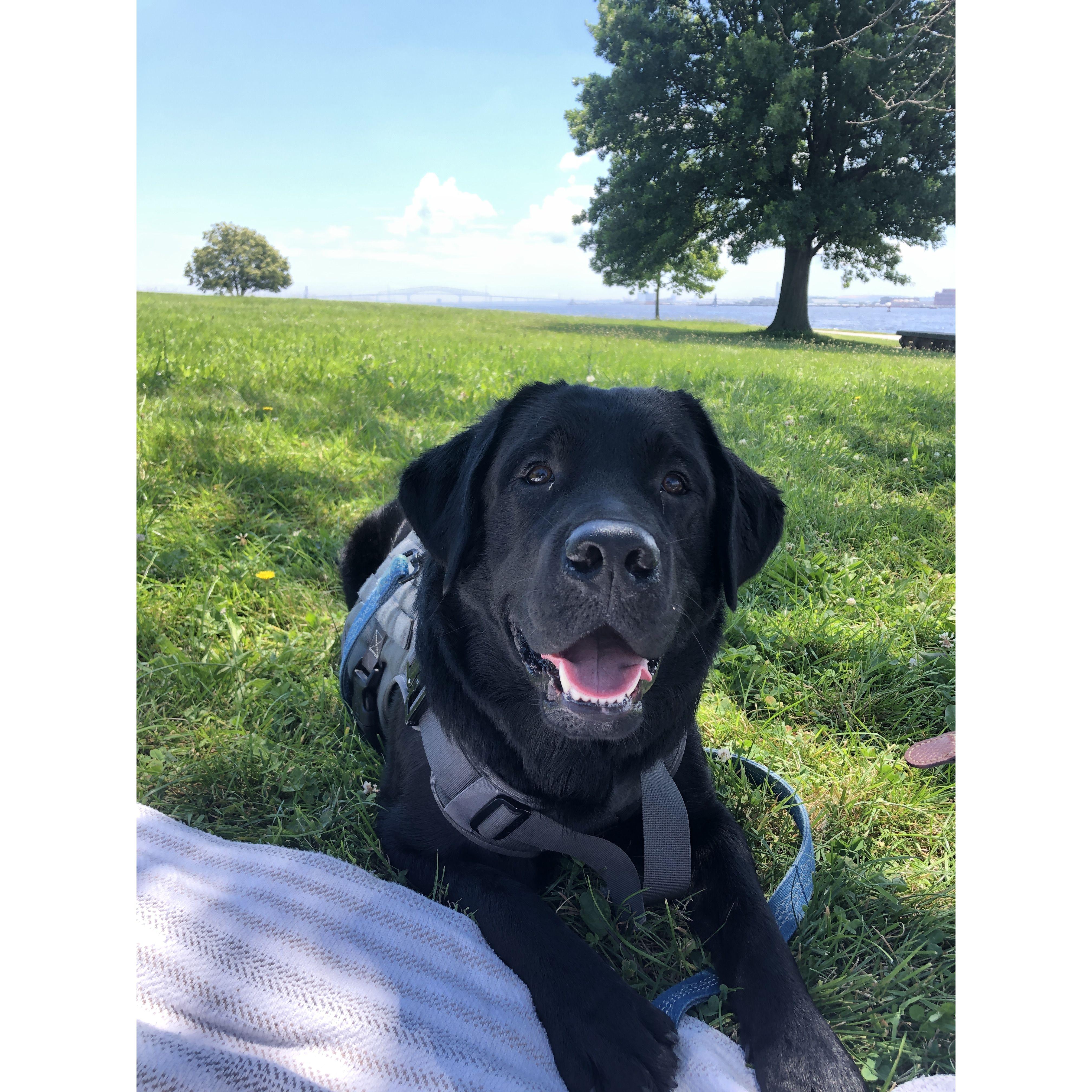 Picnic with Sully at Fort McHenry Park, Baltimore - June 2022