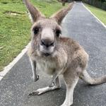 Currumbin Wildlife Sanctuary