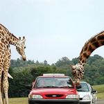 Natural Bridge Wildlife Ranch