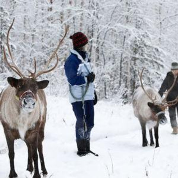 Running Reindeer Ranch Visit