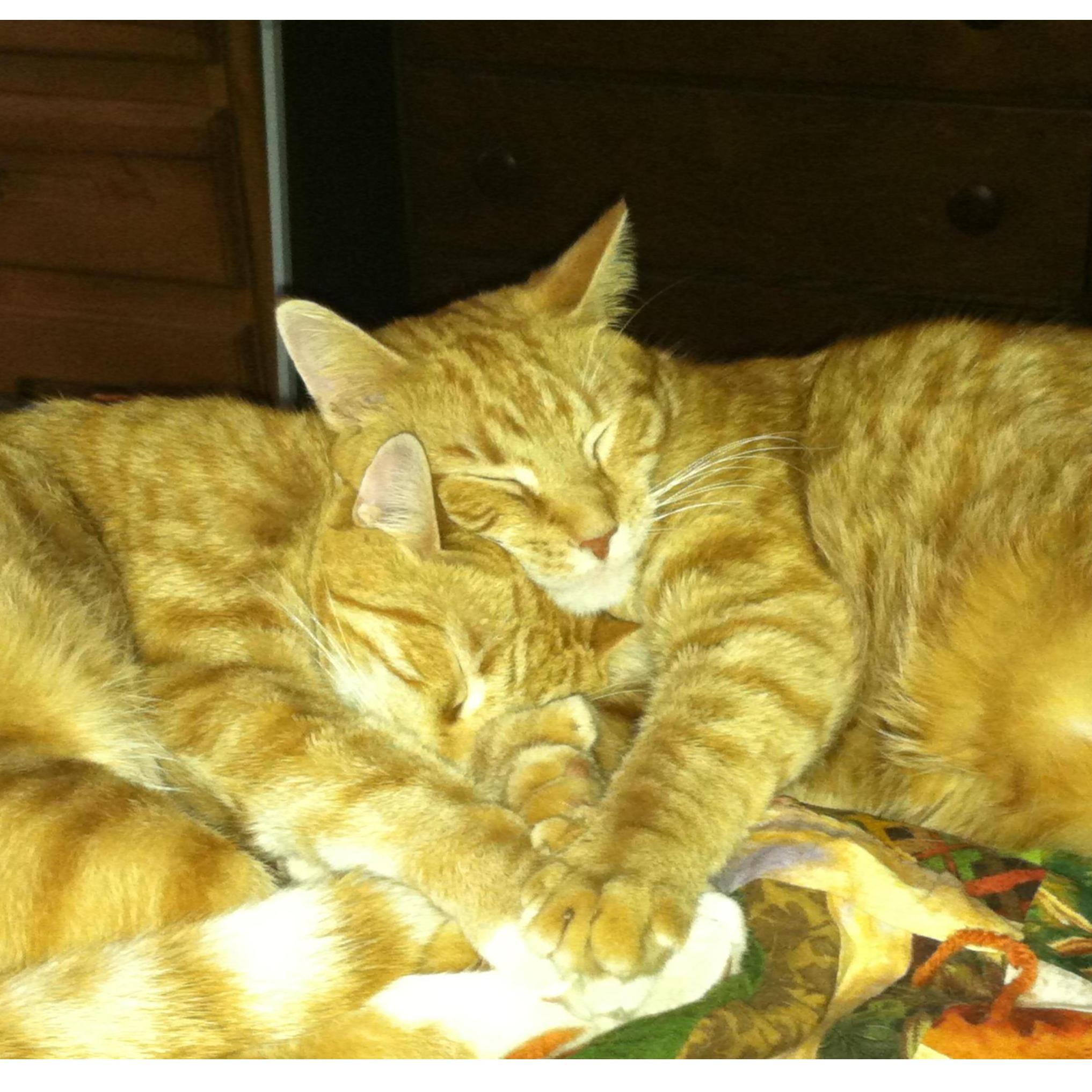 2012 Cara brought home our first furr babies; Chevy & Bandit