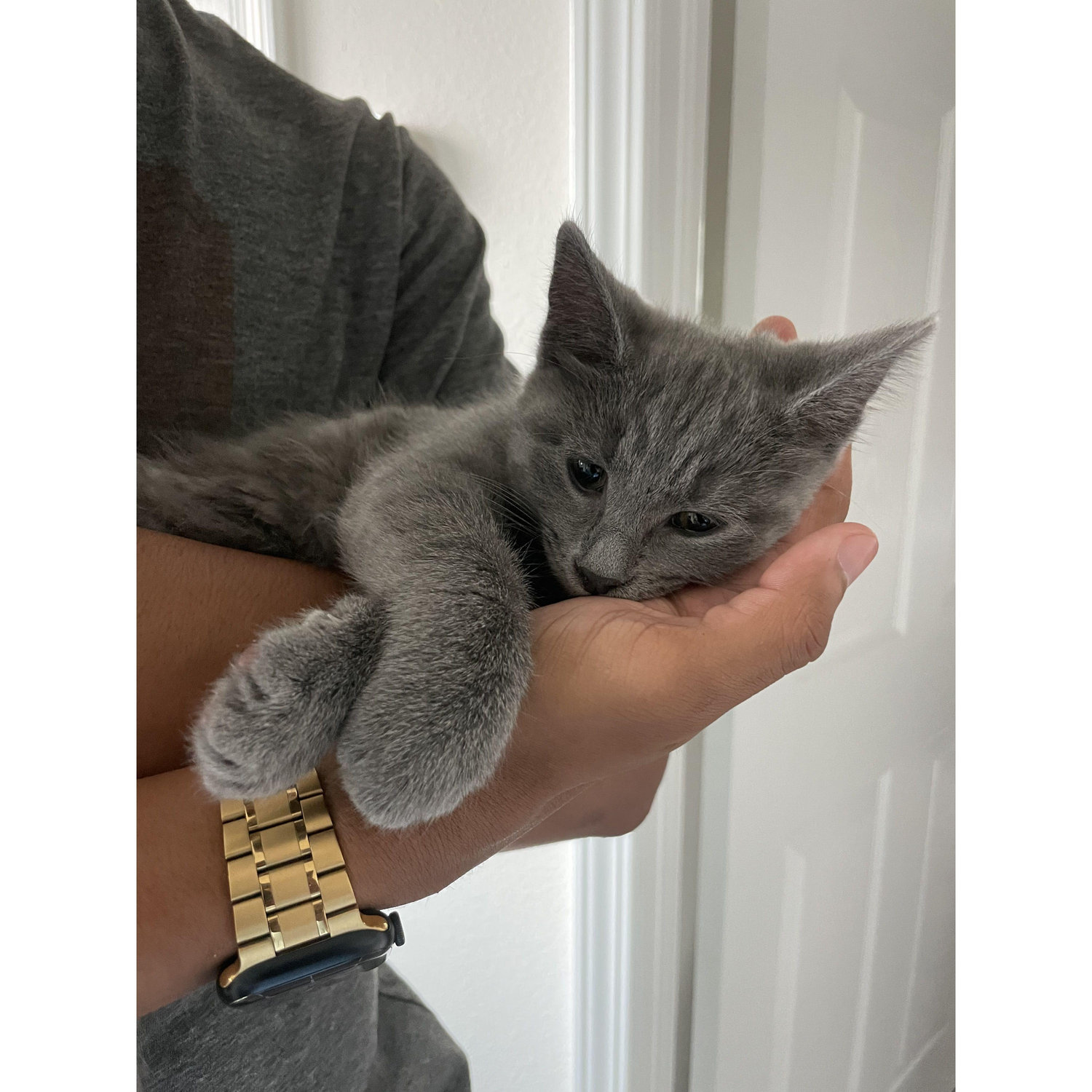 We adopted Linty in March 2023!