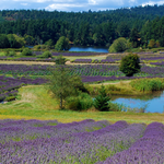 Pelindaba Lavender Farm