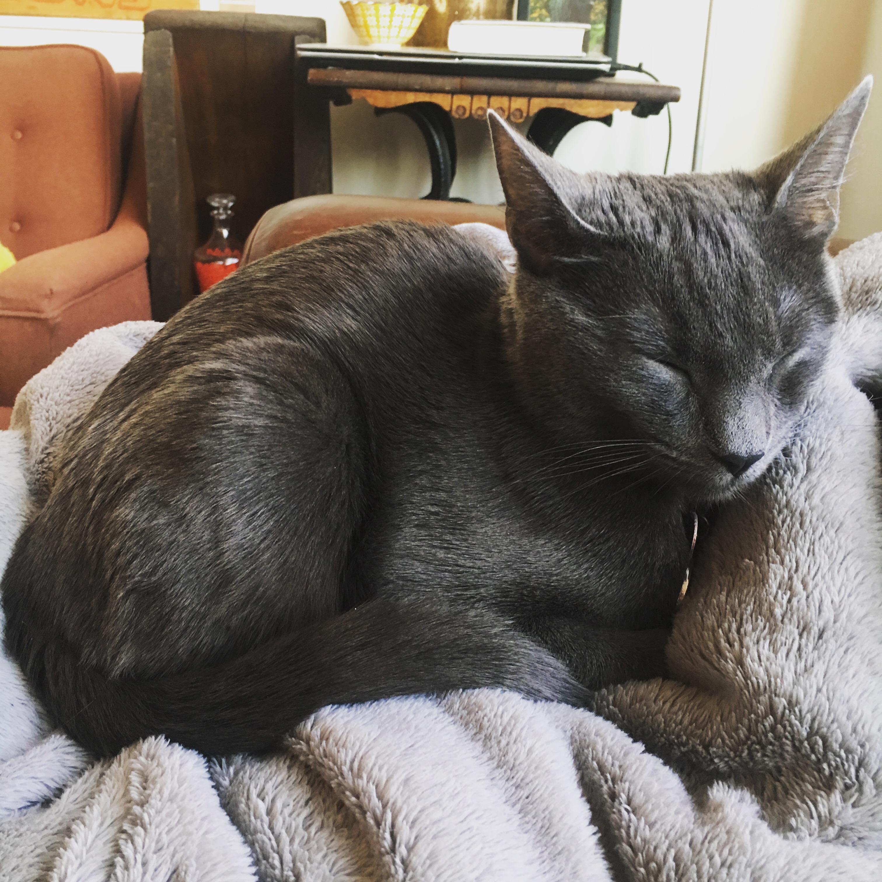 Our little kitten girl!