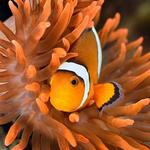 the florida aquarium