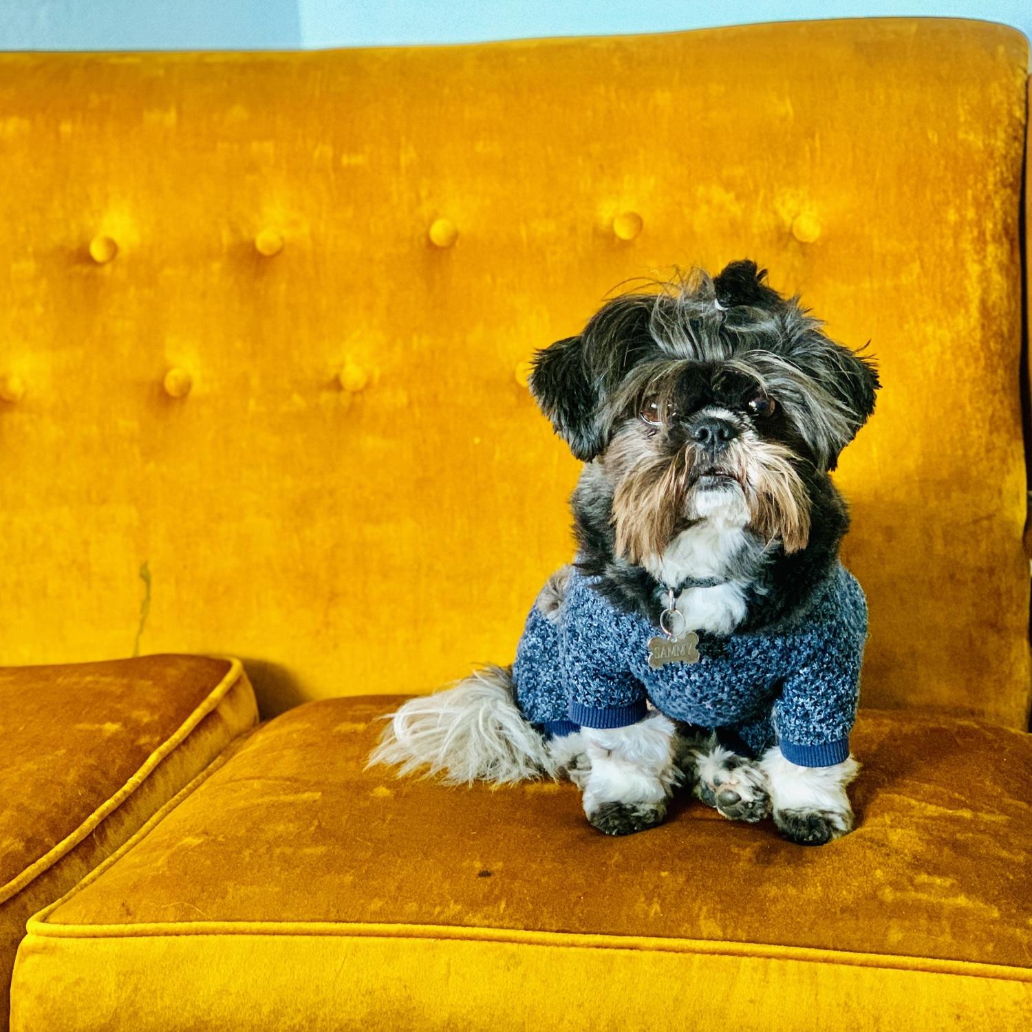 Our Shih Tzu - Sam. Sam the man.