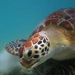 Snorkel at Maho Bay