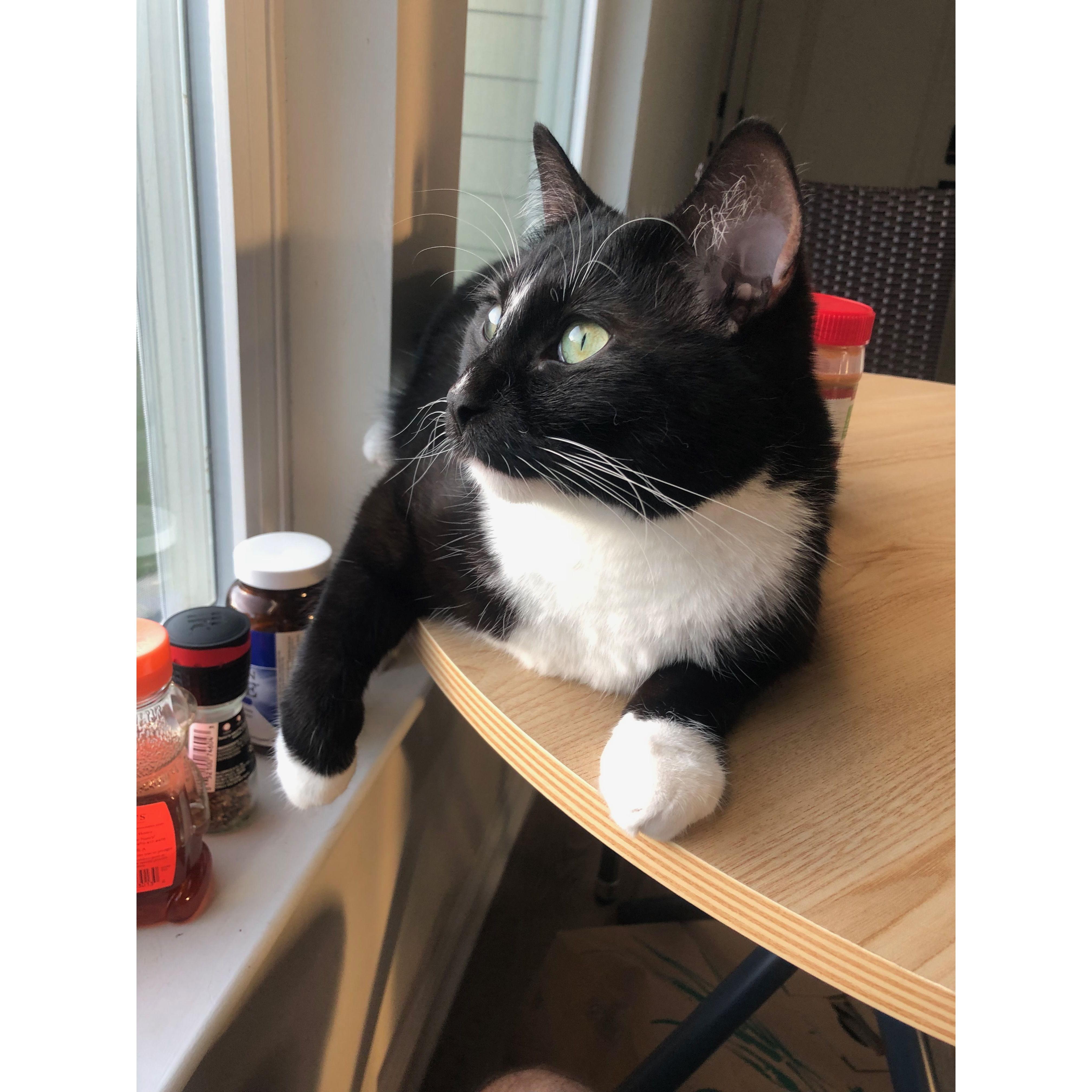 Cat TV (i.e., window watching)