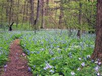 Bowman's Hill Wildflower Preserve