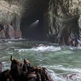 Sea Lion Caves