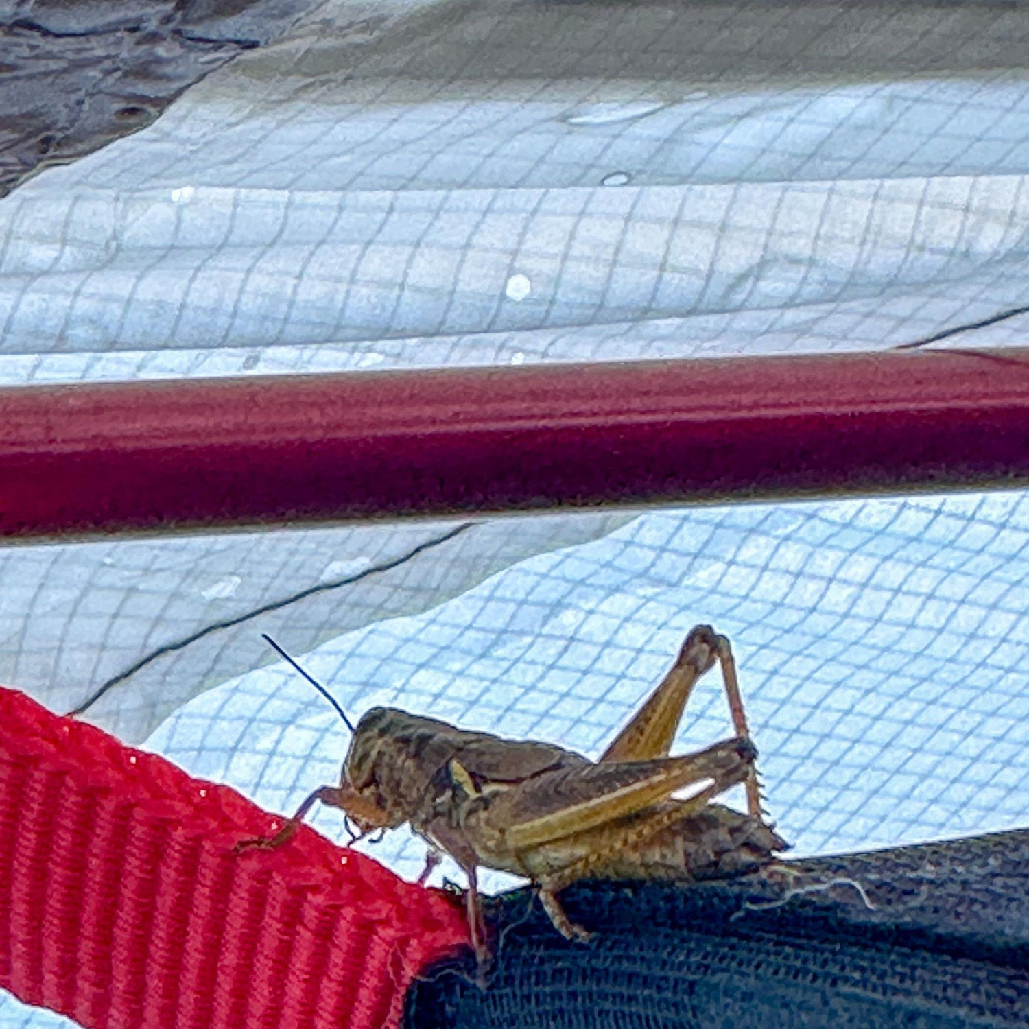 Helen the Cricket - who never left our side for those 36 hours and was our only source of entertainment