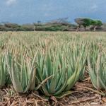 Aruba Aloe Factory Museum and Store