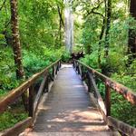 Skyline Trail