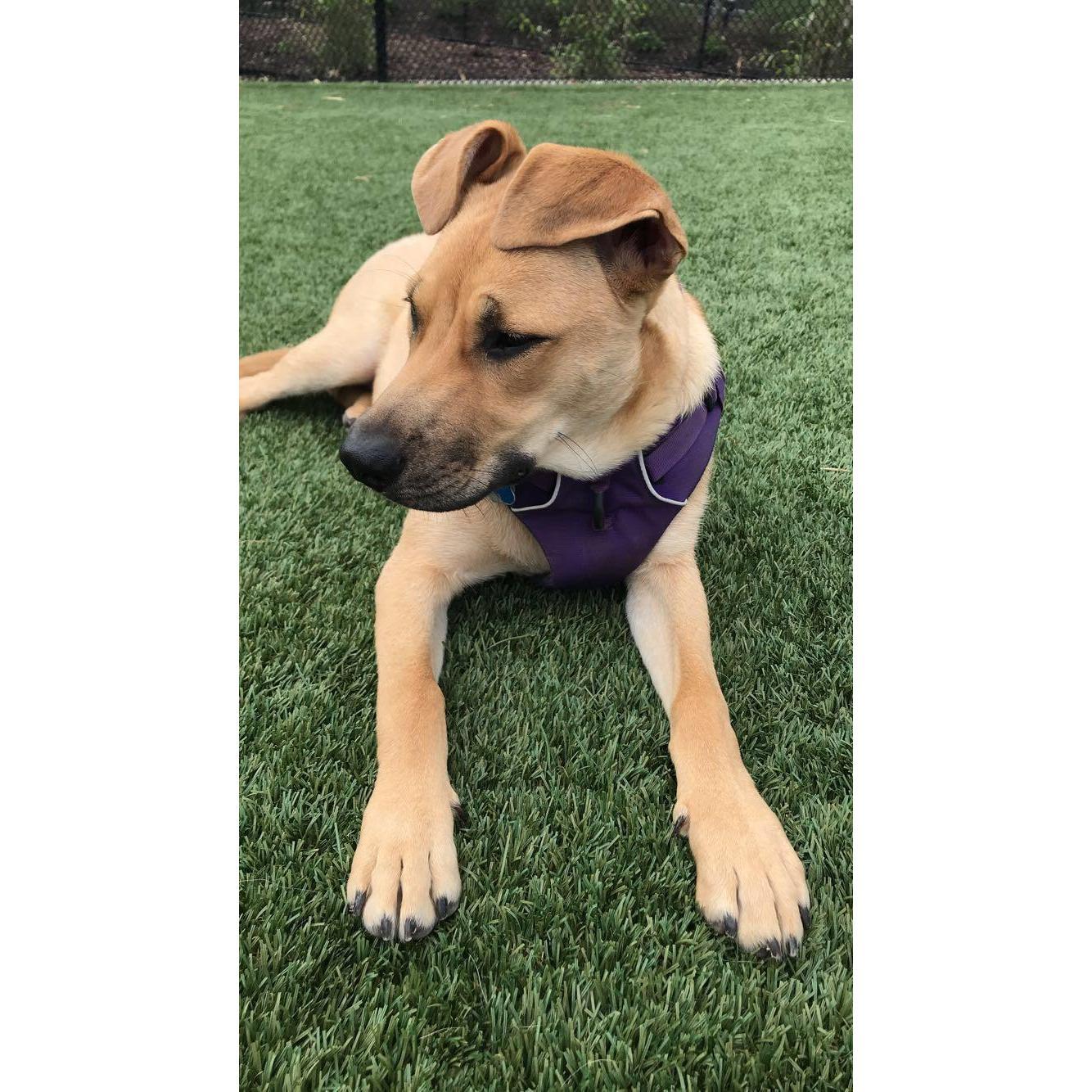 Our fur baby - Ollie