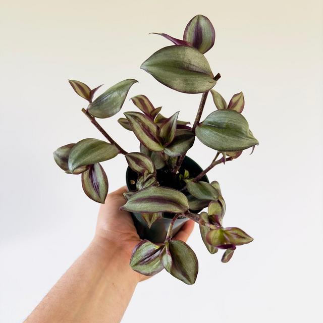 Silver Plus Wandering Dude - Tradescantia Zebrina ‘Silver Plus’ - Live Houseplant in 4” Pot