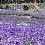 Pelindaba Lavender Farm