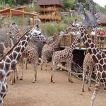 Cheyenne Mountain Zoo