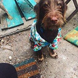 Canine Hawaiian Shirts - size XL
