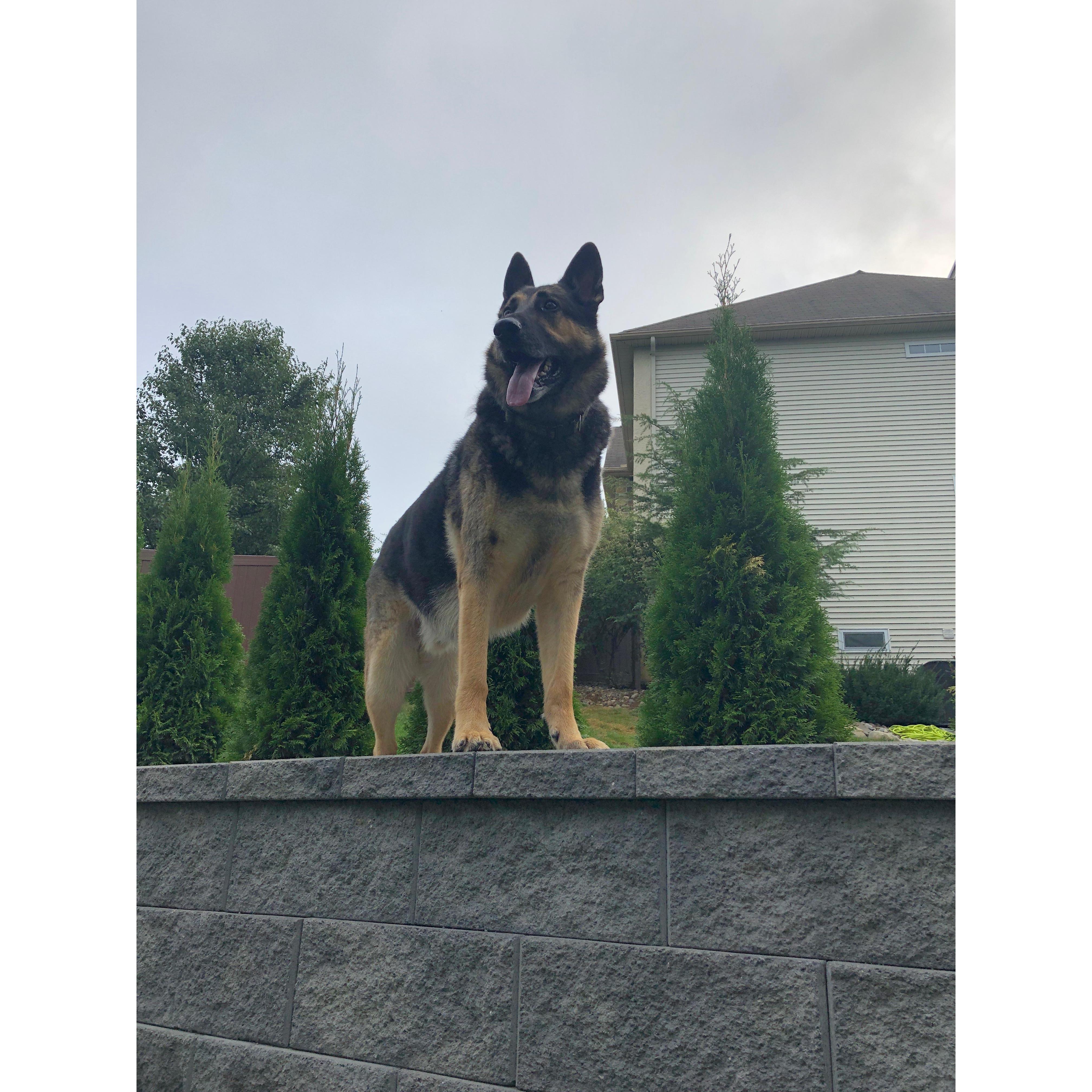 Jak overlooking the western front …!