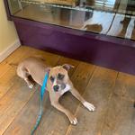 Auntie Dee Dees Homemade Vt Baked Goods