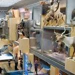 Great North Museum: Hancock