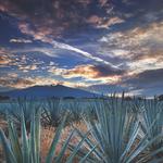 Tequila
