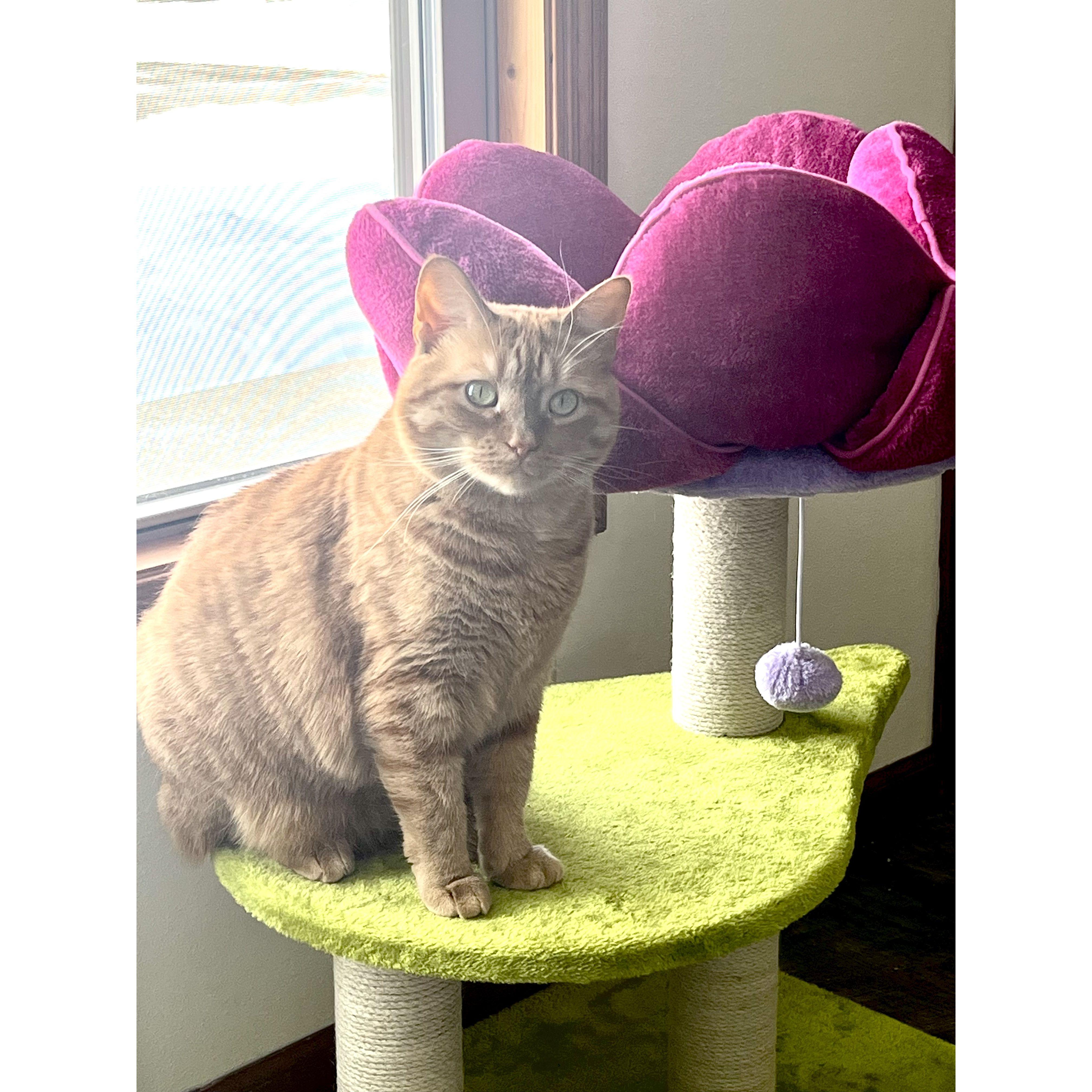 Our pretty baby Dakota