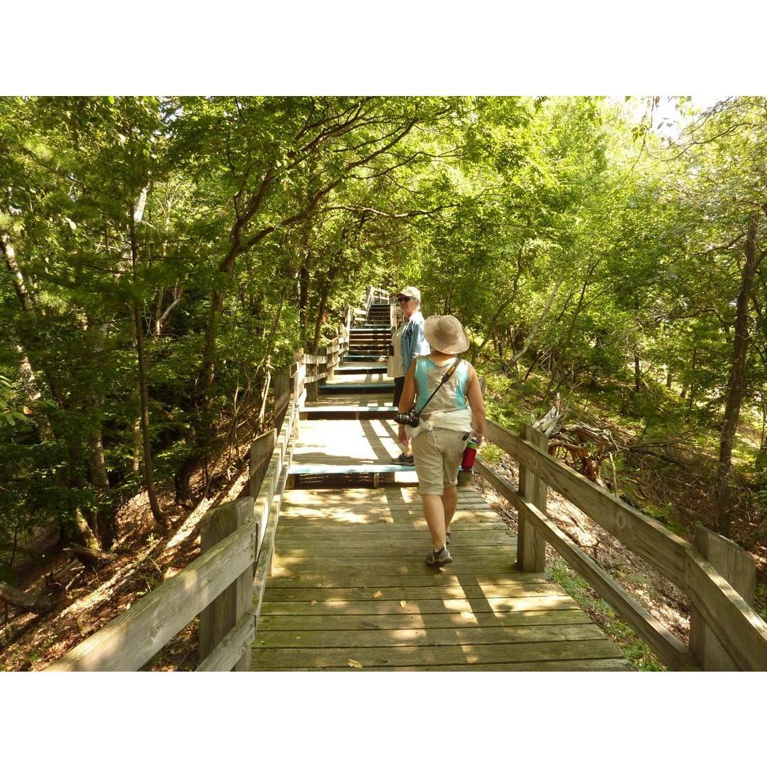 a walk in the woods