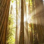 Muir Woods Road