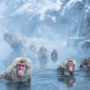 Japanese Snow Monkey Day Tour