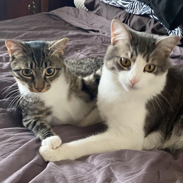 Niko and Jynkx college fund