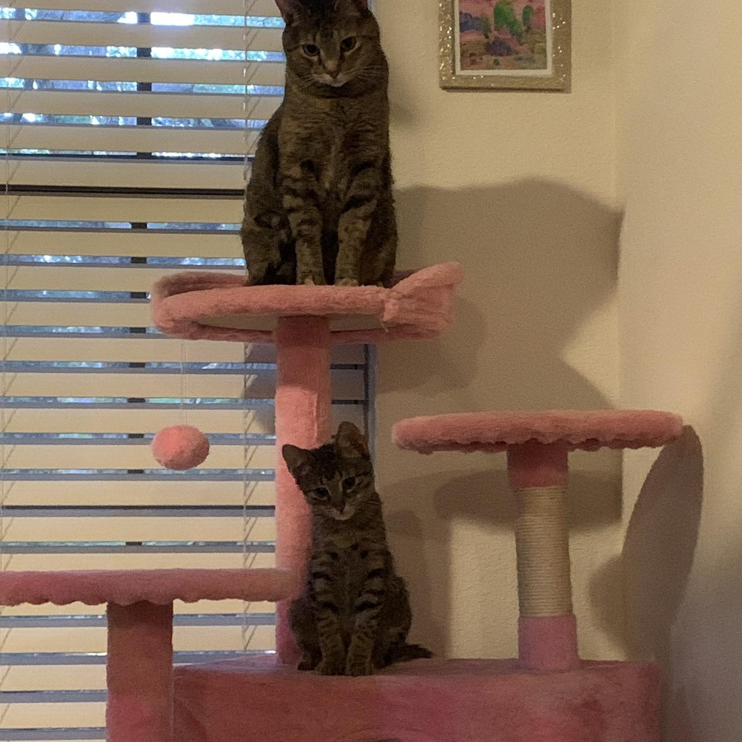 Our matching set of kitties - Punchy and Hamburger!