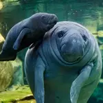 Manatee Bend Park