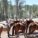 Kohl's Ranch Stables