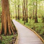 Congaree National Park