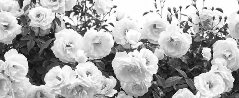 The Wedding Website of Kim Shufelt and Nils Renner