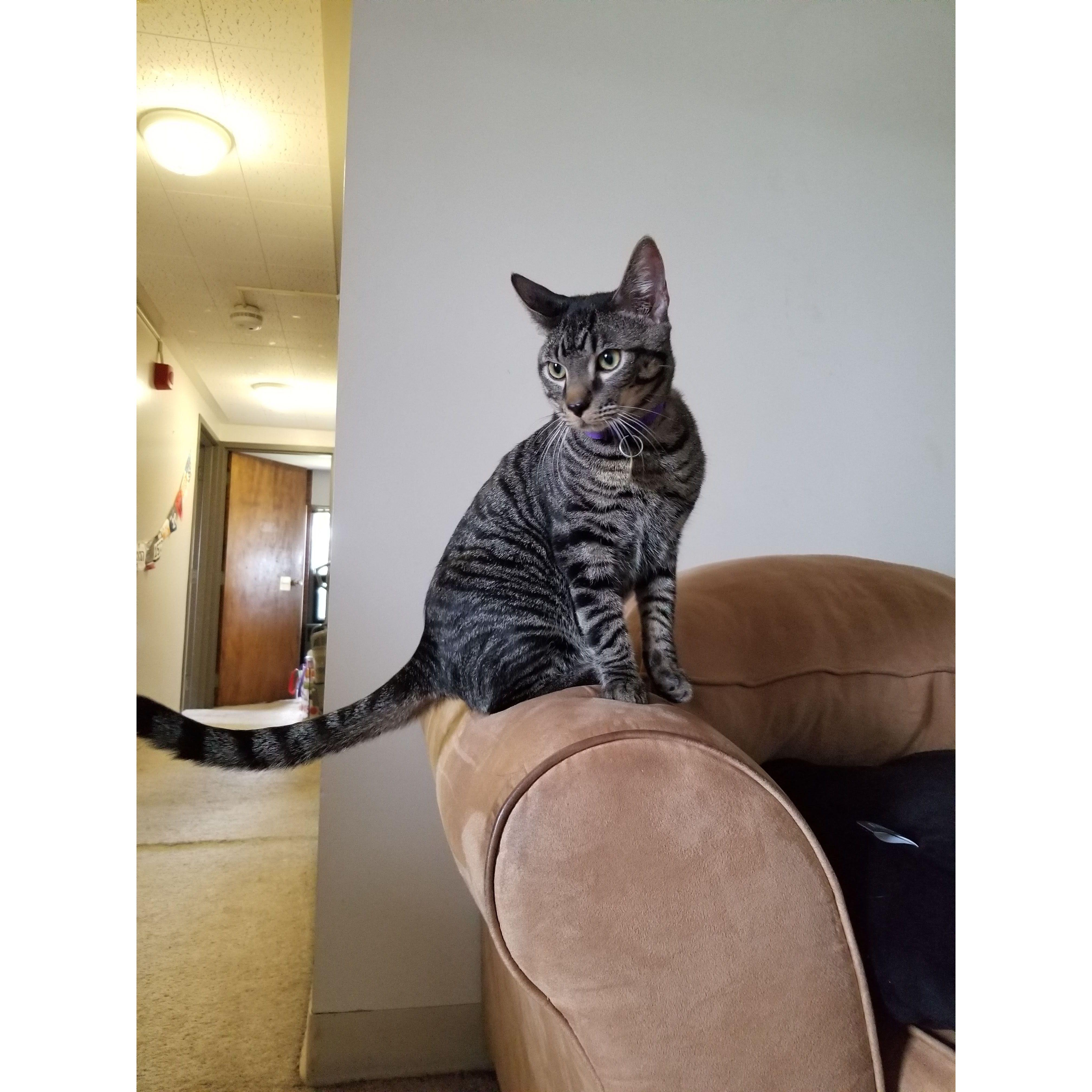 Young Felix at 8 months old when we first brought him home!